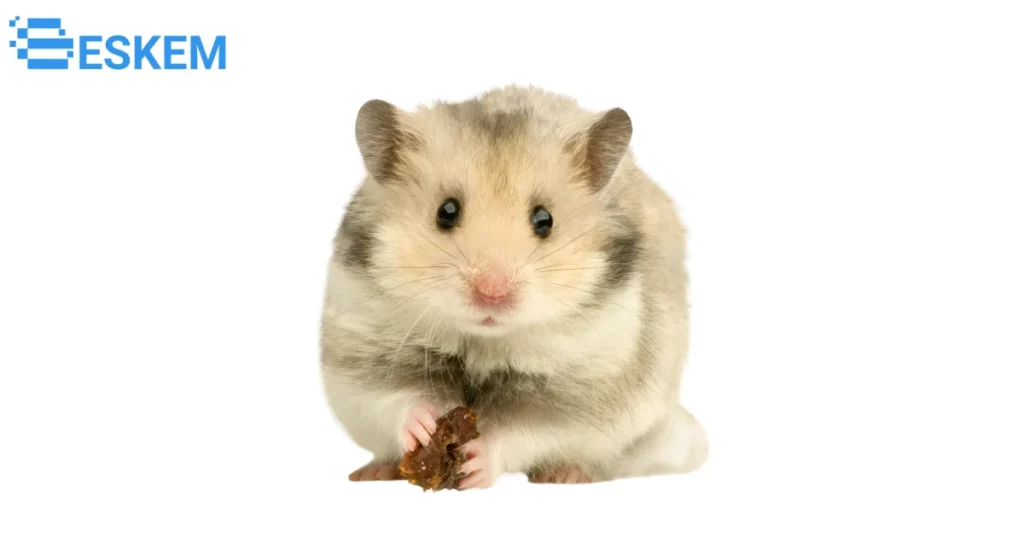 sejak tahun berapakah hamster sudah dipelihara terbaru